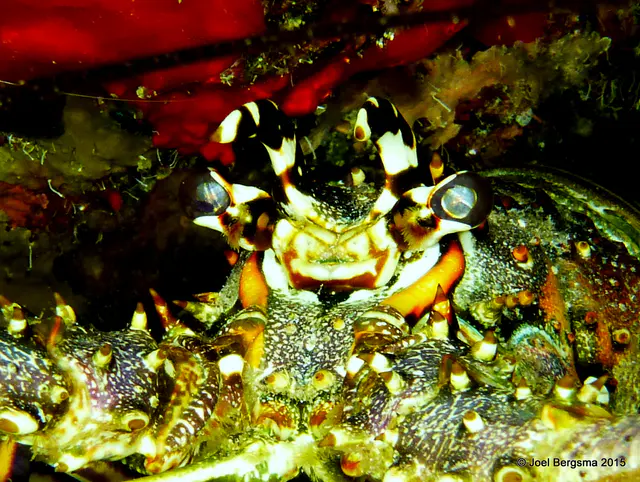 Underwater photograph by Joel Bergsma