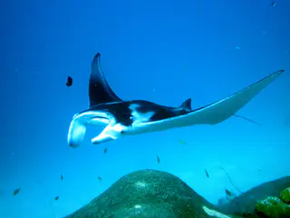 A manta with its wings raised circles the cleaning station at the mouth of the German Channel, Palau. 2011-01-22.