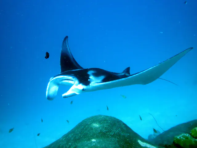 A manta with its wings raised circles the cleaning station at the mouth of the German Channel, Palau.  2011-01-22.