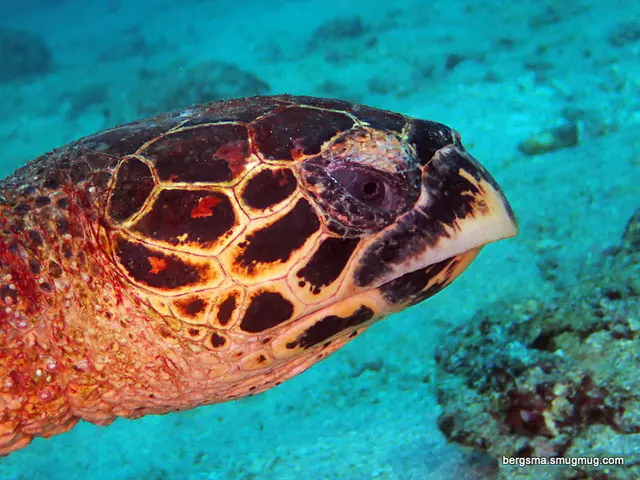 Underwater photograph by Joel Bergsma