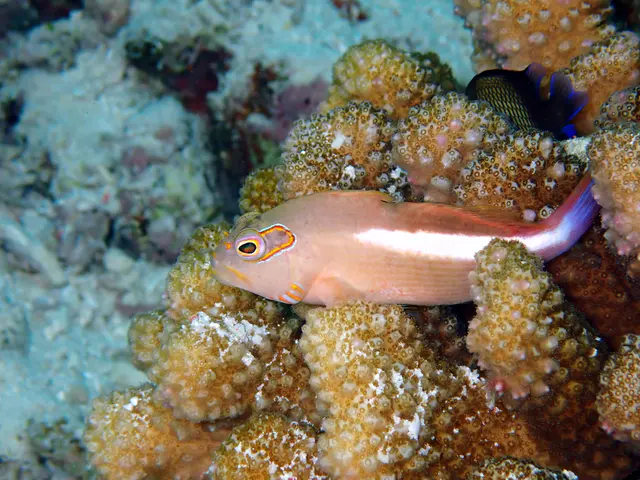 Underwater photograph by Joel Bergsma