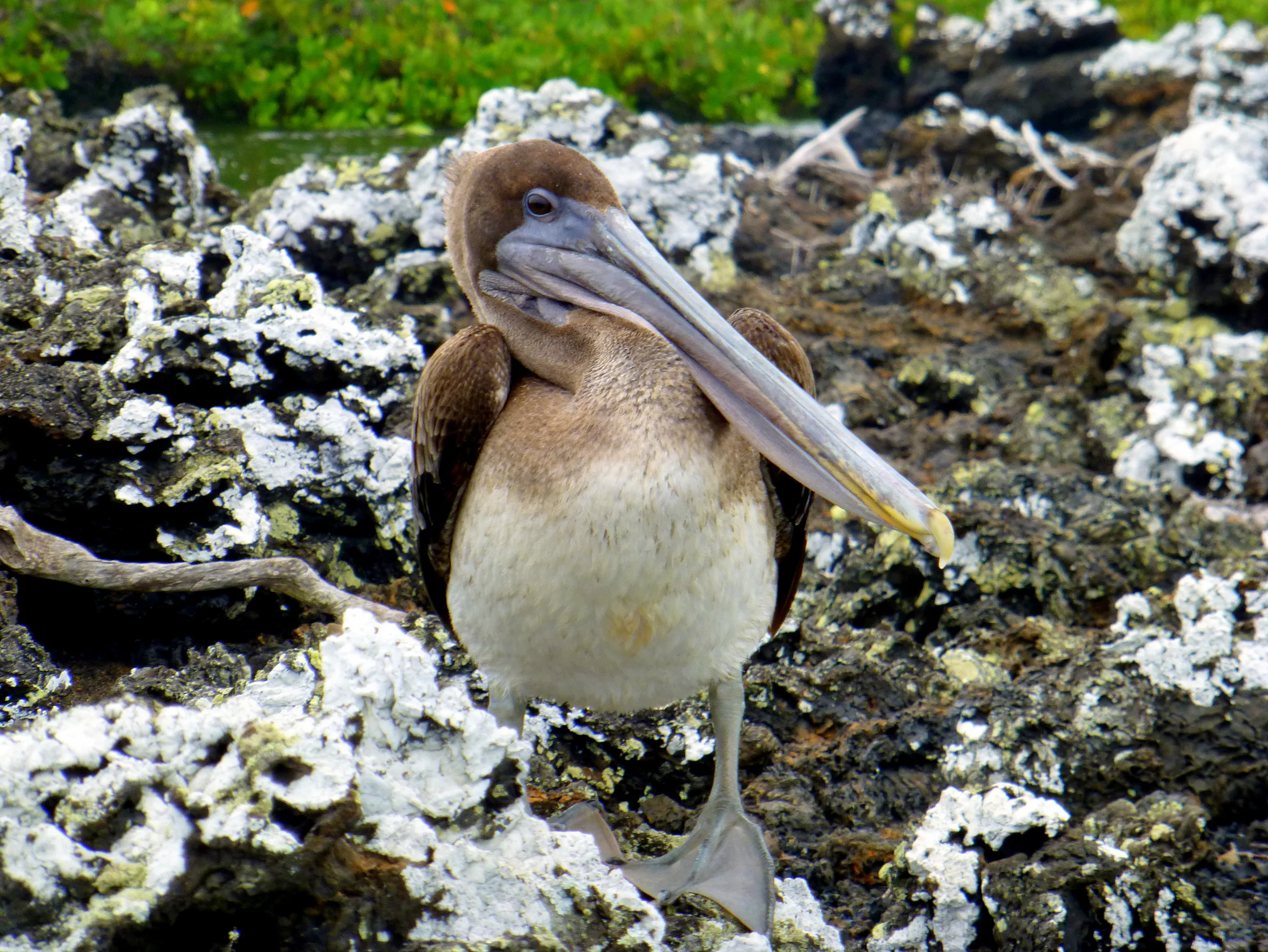 Brown Pelican. White lichen. Galapagos Islands.