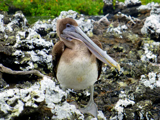 Brown Pelican. White lichen. Galapagos Islands.