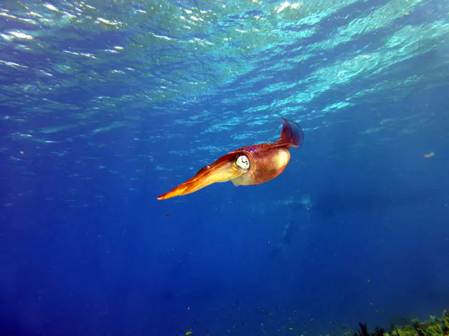 Underwater photograph by Joel Bergsma