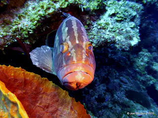 Underwater photograph by Joel Bergsma