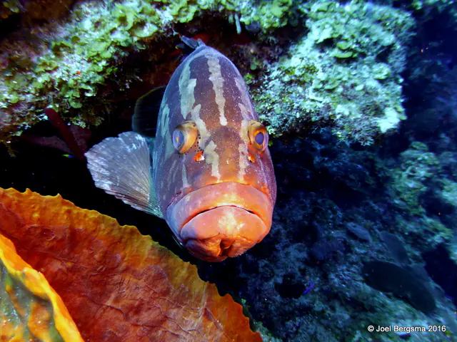 Underwater photograph by Joel Bergsma