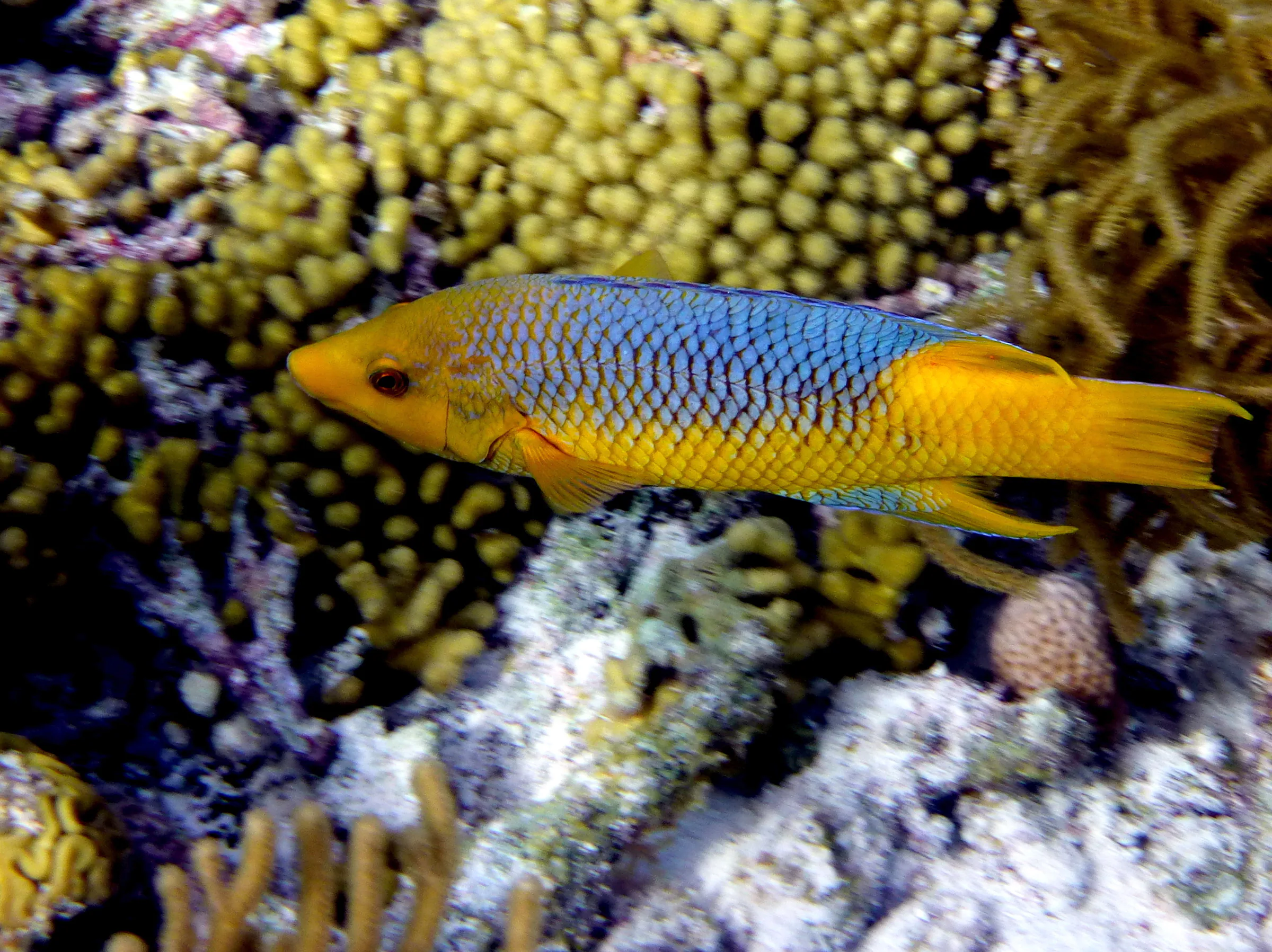 Spanish Hogfish, Bonaire, 2013