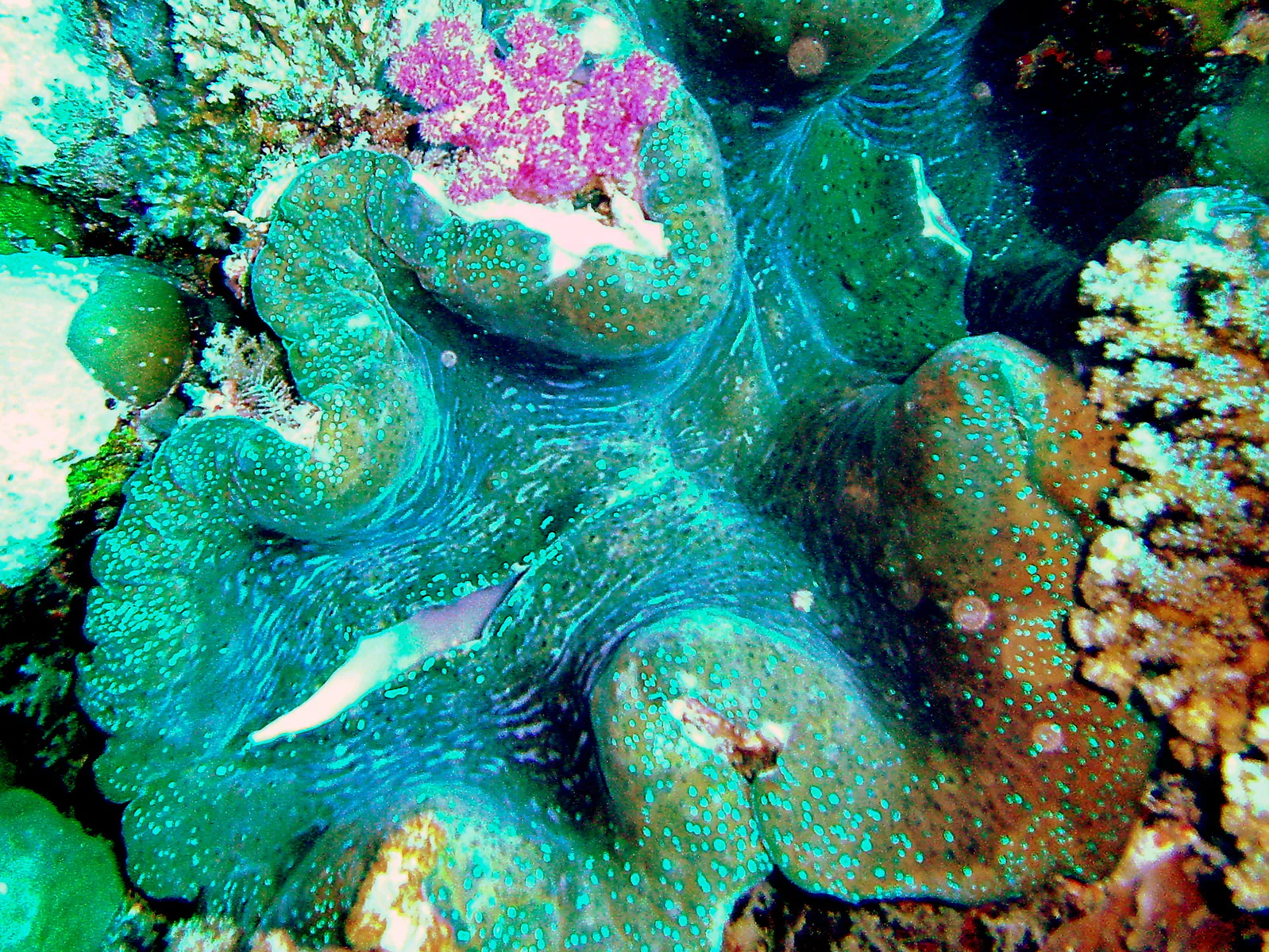 Giant Clam embedded in the reef wall.