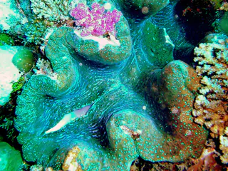 Giant Clam embedded in the reef wall.