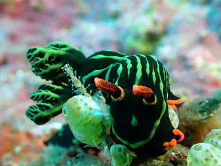 Underwater photograph by Joel Bergsma