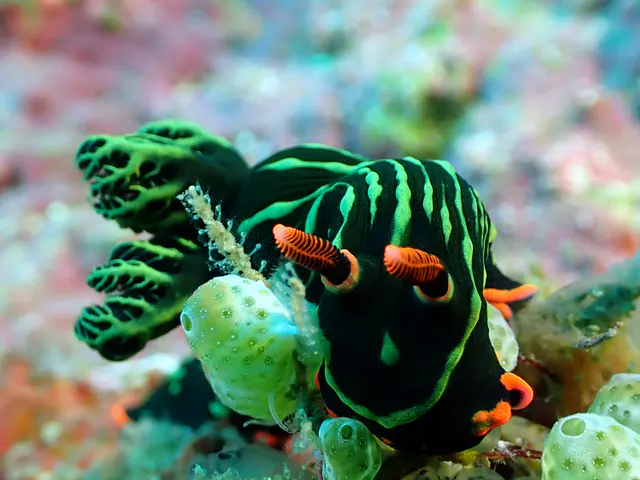 Underwater photograph by Joel Bergsma