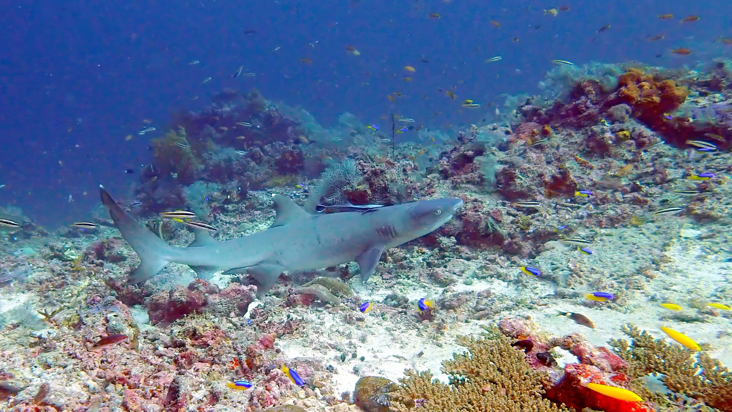 Sipadan, Mabul and Kapalai underwater photograph, 2023