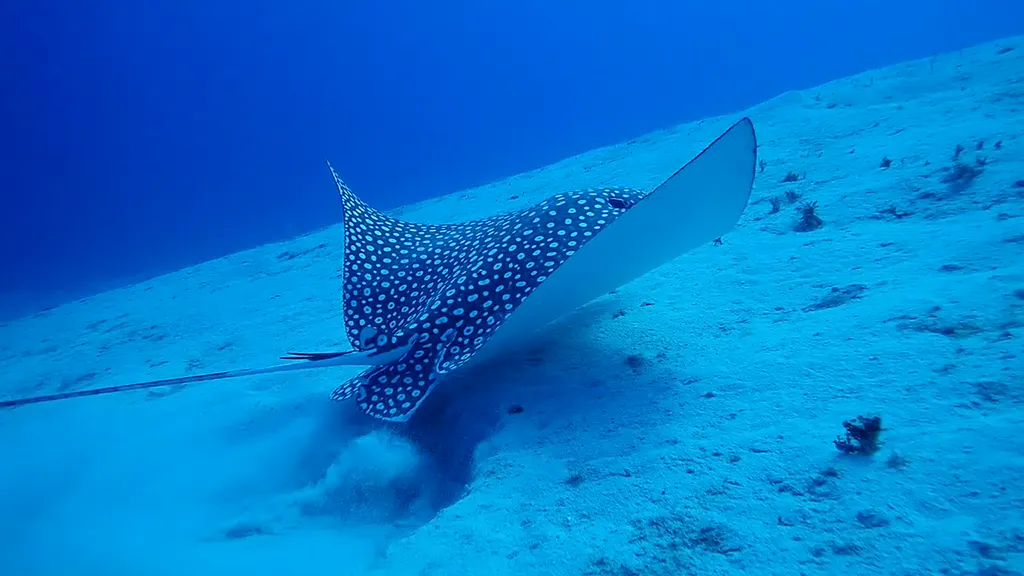 Spotted Eagle Ray