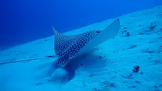 Spotted Eagle Ray