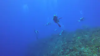 Reefscape with Divers