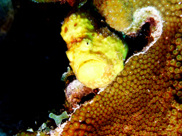 Underwater photograph by Joel Bergsma