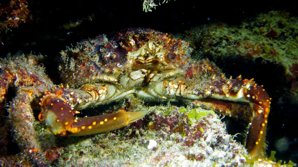 Underwater photograph by Joel Bergsma