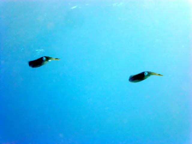 Underwater photograph by Joel Bergsma