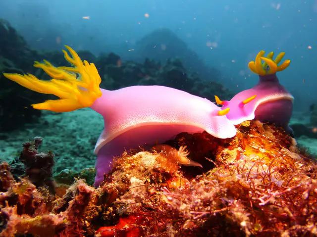 Underwater photograph by Joel Bergsma