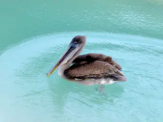 A Brown Pelican scouts for fish at the El Garrapatero Beach.