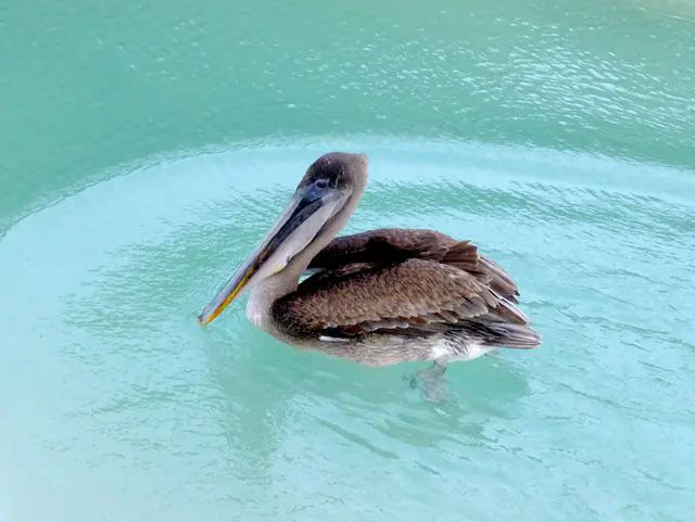 A Brown Pelican scouts for fish at the El Garrapatero Beach.