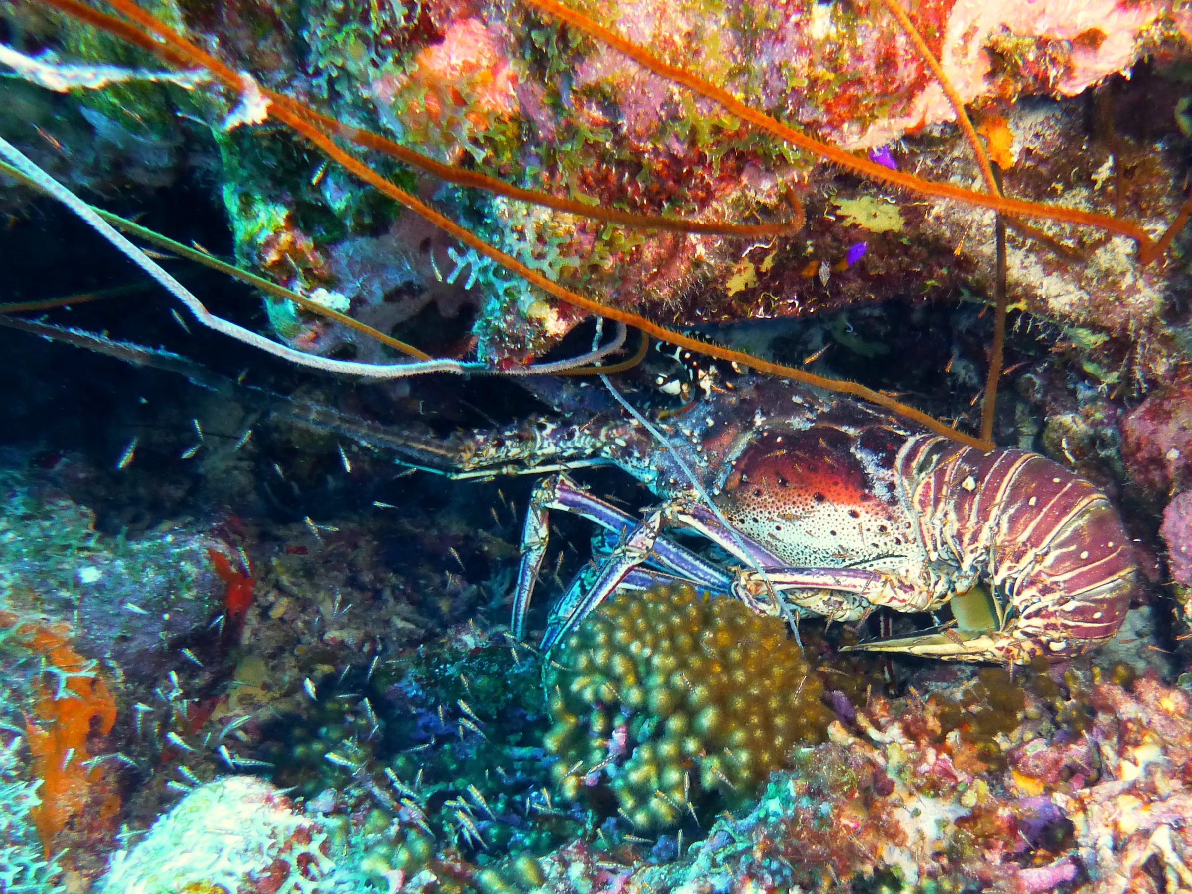 Lobster, Bonaire, 2013