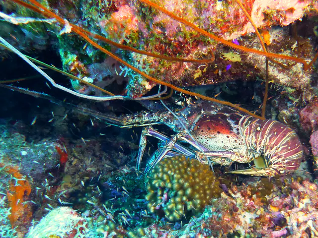 Underwater photograph by Joel Bergsma
