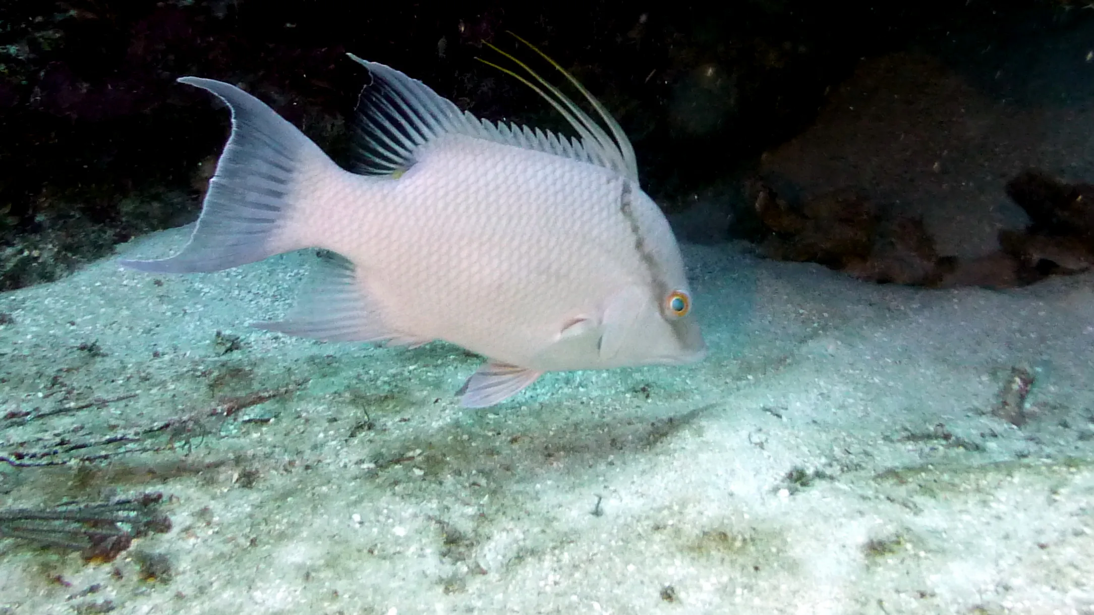 Belize underwater photograph, 2017