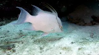 Underwater photograph by Joel Bergsma