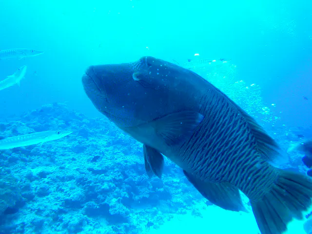 Napoleon Wrasse aka Humphead Wrasse. See Gerald Allen, et al, Reef Fish Identification - Tropical Pacific (2003) at page 193.