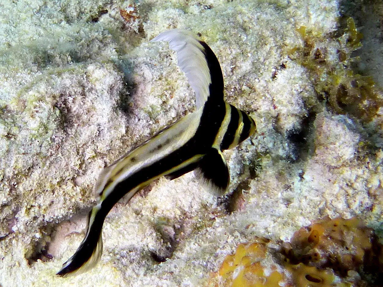 Spotted Drum Fish, Bonaire, 2013