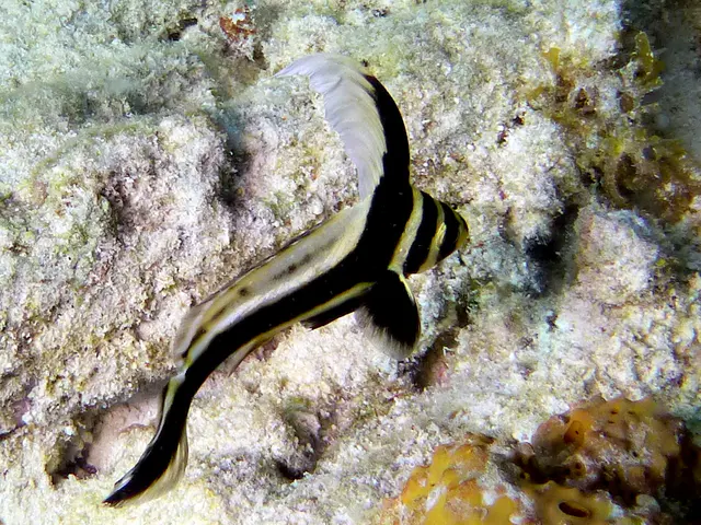 Underwater photograph by Joel Bergsma