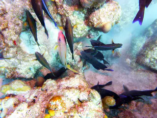 Underwater photograph by Joel Bergsma