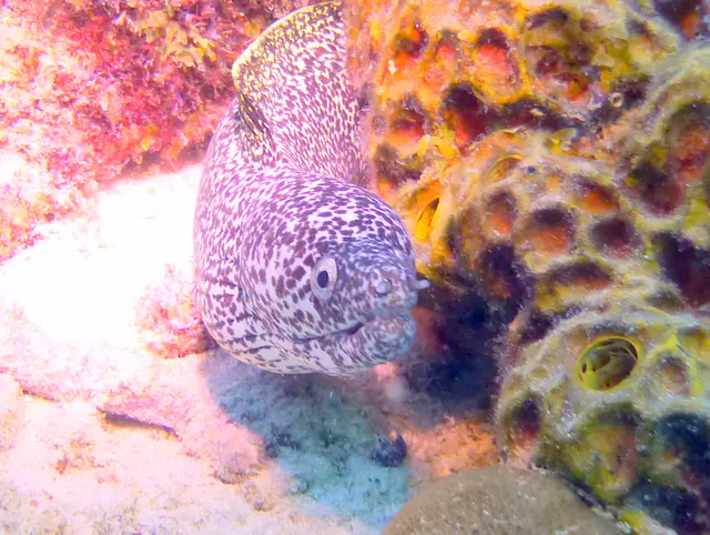 Underwater photograph by Joel Bergsma