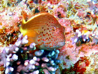Underwater photograph by Joel Bergsma