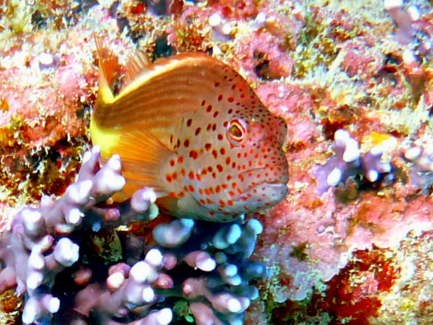 Hawkfish, Palau, 2013
