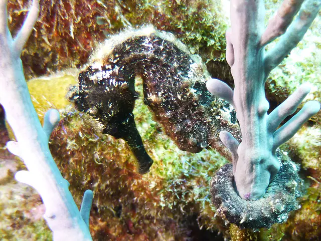 Underwater photograph by Joel Bergsma