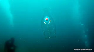 Underwater photograph by Joel Bergsma