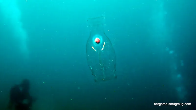 Philippines underwater photograph, 2019