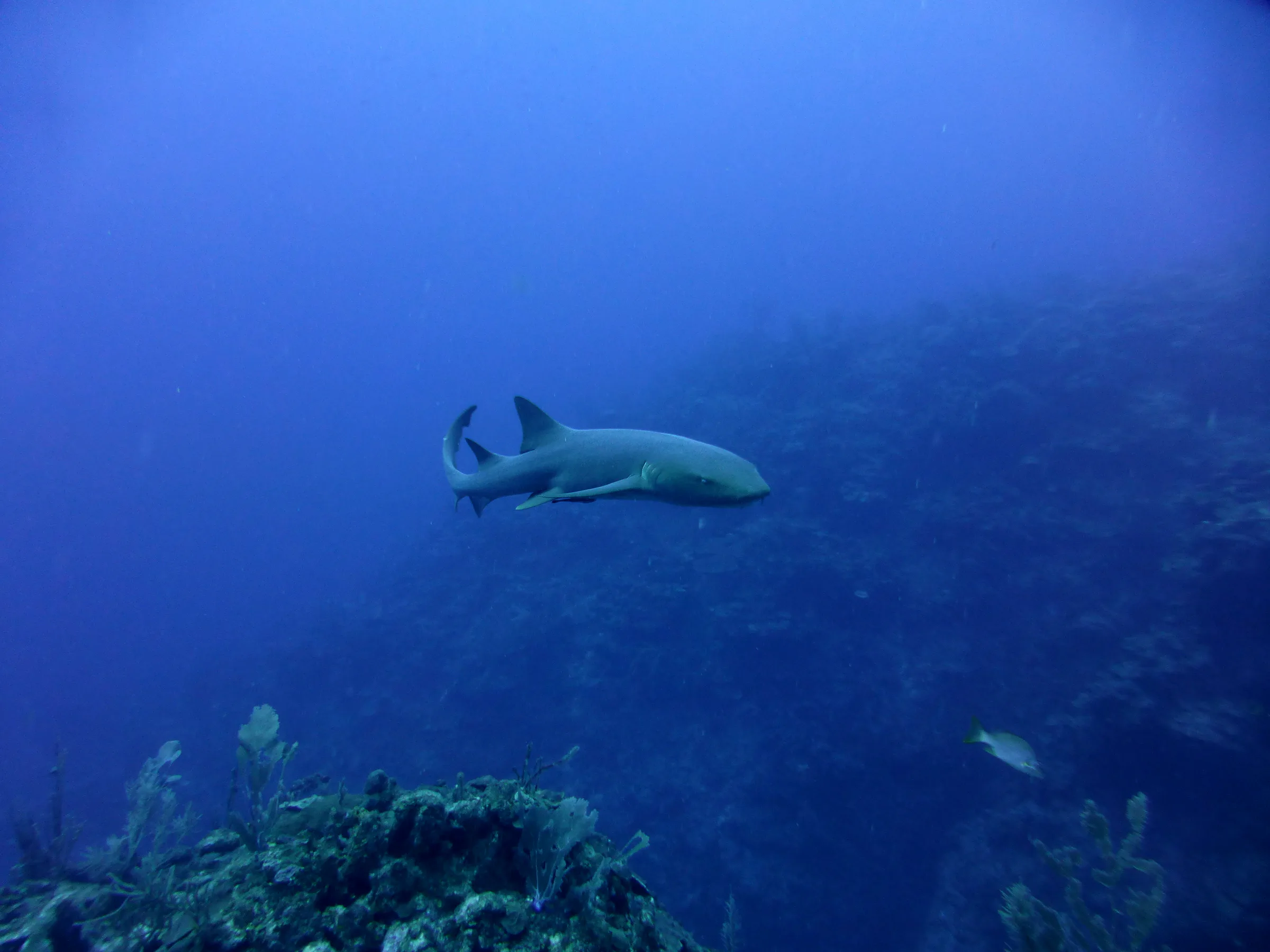 Nurse Shark, Belize, 2017