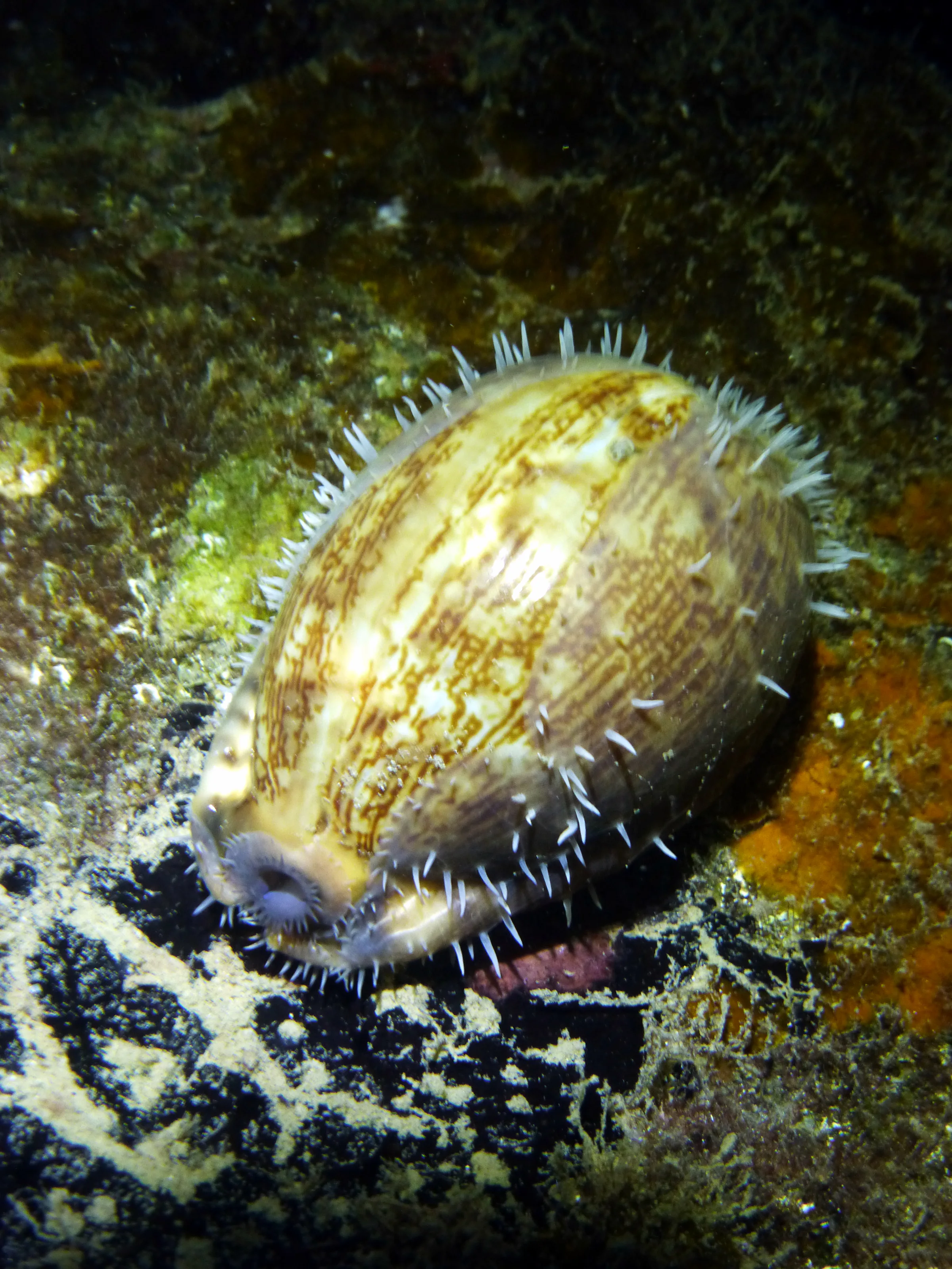 Cowrie, Palau, 2013
