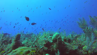 Abundant Reef Fish