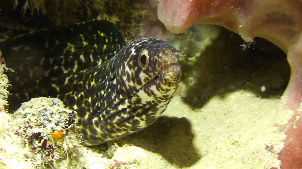 Spotted Moray Eel