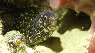 Spotted Moray Eel