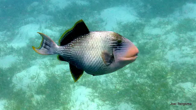 Underwater photograph by Joel Bergsma
