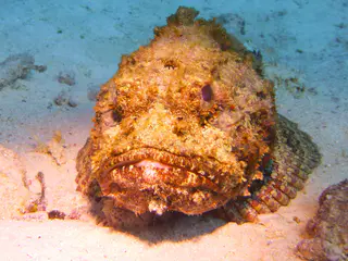 Underwater photograph by Joel Bergsma