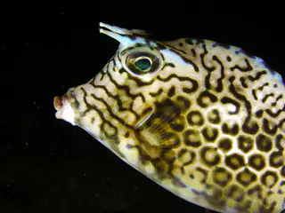 Underwater photograph by Joel Bergsma