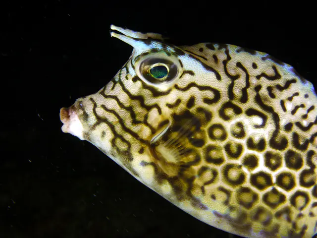 Underwater photograph by Joel Bergsma