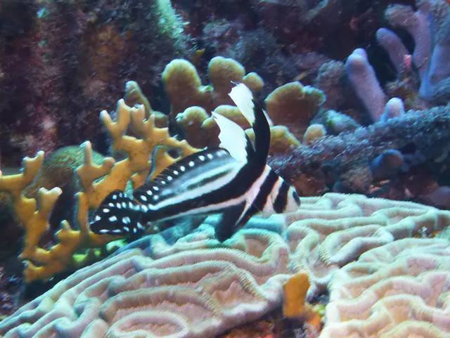 Underwater photograph by Joel Bergsma