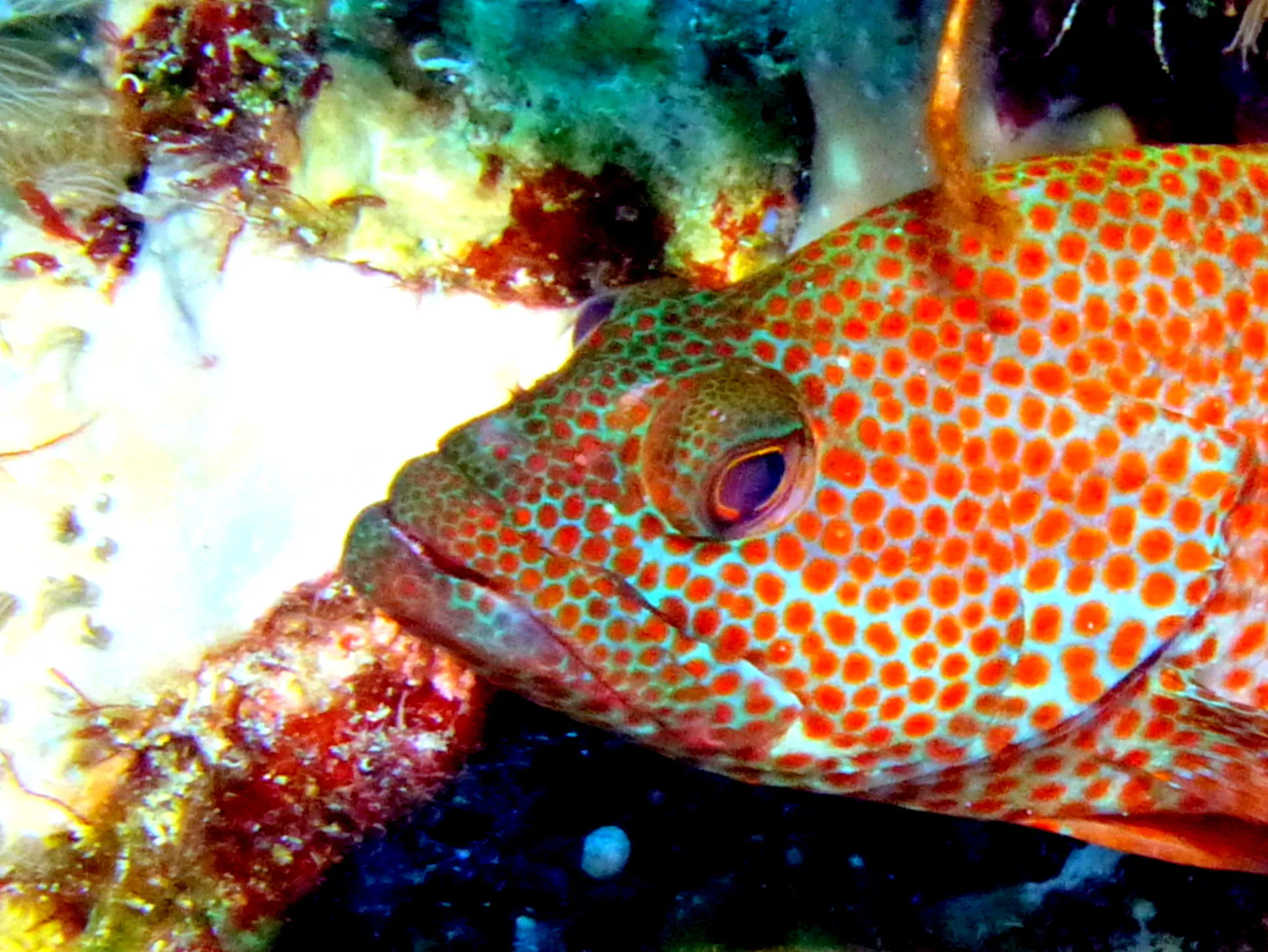 Graysby Grouper, Bonaire, 2013